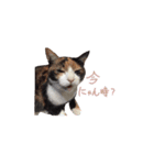 我が家の猫クー＆ビビ（個別スタンプ：16）