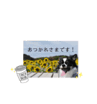 きたむらさんちのプルです（個別スタンプ：9）