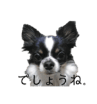 きたむらさんちのプルです（個別スタンプ：30）
