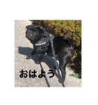 パグの黒霧島（個別スタンプ：4）
