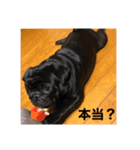 パグの黒霧島（個別スタンプ：11）