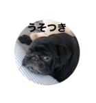 パグの黒霧島（個別スタンプ：12）