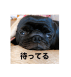 パグの黒霧島（個別スタンプ：15）