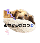 毎日ミニチュアダックスラオウの日常会話（個別スタンプ：3）