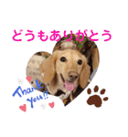毎日ミニチュアダックスラオウの日常会話（個別スタンプ：6）