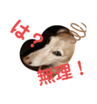 毎日ミニチュアダックスラオウの日常会話（個別スタンプ：11）
