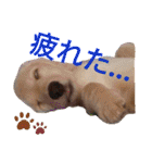 毎日ミニチュアダックスラオウの日常会話（個別スタンプ：18）