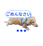 毎日ミニチュアダックスラオウの日常会話（個別スタンプ：19）
