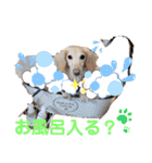 毎日ミニチュアダックスラオウの日常会話（個別スタンプ：20）