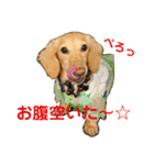 毎日ミニチュアダックスラオウの日常会話（個別スタンプ：21）