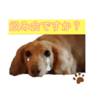 毎日ミニチュアダックスラオウの日常会話（個別スタンプ：23）