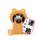 毎日ミニチュアダックスラオウの日常会話（個別スタンプ：25）