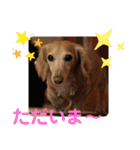 毎日ミニチュアダックスラオウの日常会話（個別スタンプ：26）
