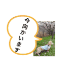 毎日ミニチュアダックスラオウの日常会話（個別スタンプ：31）