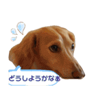 毎日ミニチュアダックスラオウの日常会話（個別スタンプ：32）