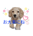 毎日ミニチュアダックスラオウの日常会話（個別スタンプ：33）