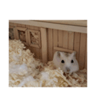 ハム一家（個別スタンプ：4）