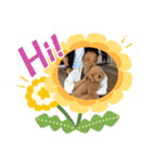 かわいいかわいいいっぬたち（個別スタンプ：13）