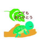 か め（個別スタンプ：6）
