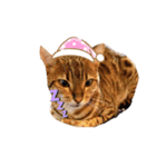 いち（ねこ）スタンプ（個別スタンプ：3）