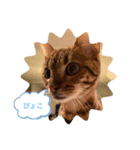 いち（ねこ）スタンプ（個別スタンプ：4）