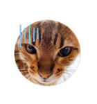 いち（ねこ）スタンプ（個別スタンプ：7）