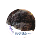 やしゃまるくんと一緒（個別スタンプ：23）