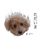 ビビり犬2 〜いつも自分に素直〜（個別スタンプ：2）