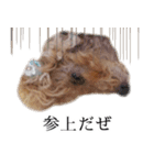 ビビり犬2 〜いつも自分に素直〜（個別スタンプ：3）