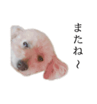 ビビり犬2 〜いつも自分に素直〜（個別スタンプ：4）