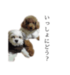 ビビり犬2 〜いつも自分に素直〜（個別スタンプ：6）