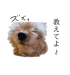 ビビり犬2 〜いつも自分に素直〜（個別スタンプ：7）