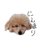 ビビり犬2 〜いつも自分に素直〜（個別スタンプ：10）