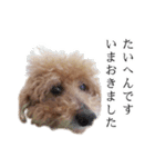 ビビり犬2 〜いつも自分に素直〜（個別スタンプ：12）