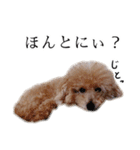 ビビり犬2 〜いつも自分に素直〜（個別スタンプ：13）
