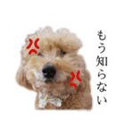 ビビり犬2 〜いつも自分に素直〜（個別スタンプ：20）