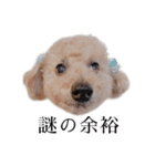 ビビり犬2 〜いつも自分に素直〜（個別スタンプ：25）