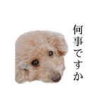 ビビり犬2 〜いつも自分に素直〜（個別スタンプ：26）