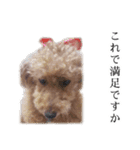 ビビり犬2 〜いつも自分に素直〜（個別スタンプ：27）