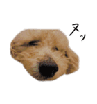 ビビり犬2 〜いつも自分に素直〜（個別スタンプ：33）
