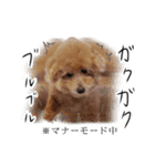 ビビり犬2 〜いつも自分に素直〜（個別スタンプ：35）