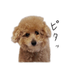 ビビり犬2 〜いつも自分に素直〜（個別スタンプ：36）