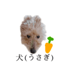 ビビり犬2 〜いつも自分に素直〜（個別スタンプ：38）