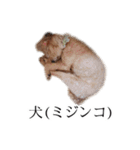 ビビり犬2 〜いつも自分に素直〜（個別スタンプ：39）