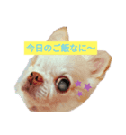 わんちゃんベリーちゃん（個別スタンプ：1）
