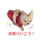 わんちゃんベリーちゃん（個別スタンプ：4）