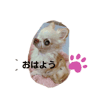 わんちゃんベリーちゃん（個別スタンプ：6）