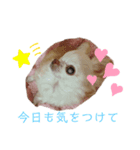 わんちゃんベリーちゃん（個別スタンプ：7）