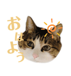 わーちゃん's★stamp（個別スタンプ：1）