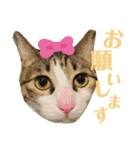 わーちゃん's★stamp（個別スタンプ：3）